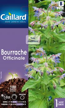BOURRACHE OFFICINALE BOURRACHE OFFICINALE