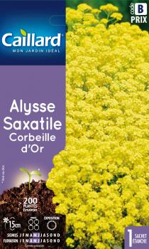 ALYSSE SAXATILE CORBEILLE D'OR