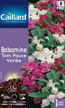 BALSAMINE TOM POUCE VARIEE BALSAMINE TOM POUCE VARIEE