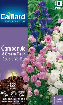 CAMPANULE A GROSSE FLEUR DOUBLE VARIEE CAMPANULE A GROSSE FLEUR DOUBLE VARIEE