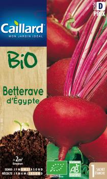 BETTERAVE D'EGYPTE