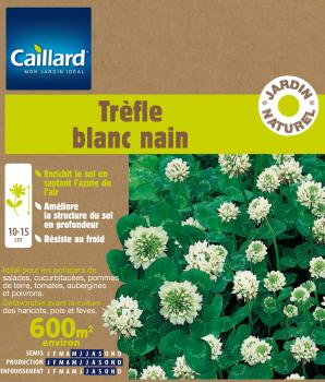 TREFLE BLANC NAIN