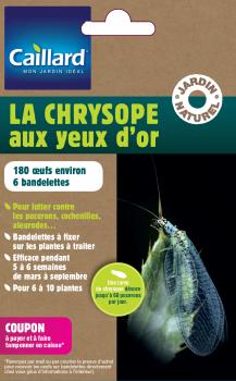 Œufs de chrysope CHRYSOPE AUX YEUX D'OR