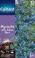 MYOSOTIS DES ALPES BLEU